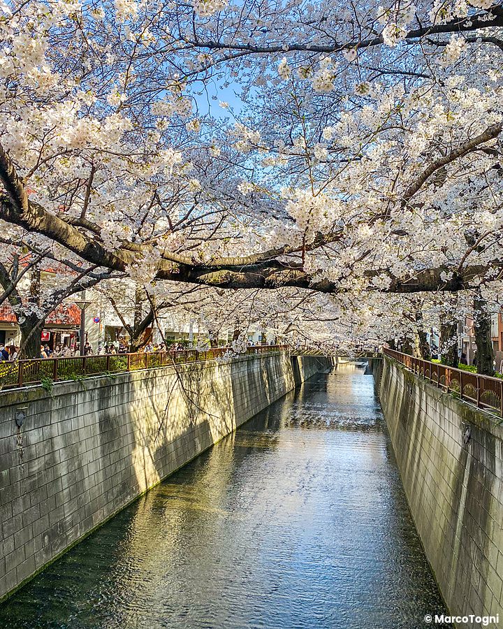 Canale del fiume Meguro a Naka Meguro fiancheggiato da alberi di ciliegio in piena fioritura sotto un cielo sereno.