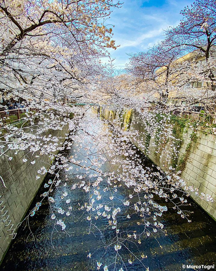 Rami di ciliegi in fiore sopra un canale a Naka Meguro.