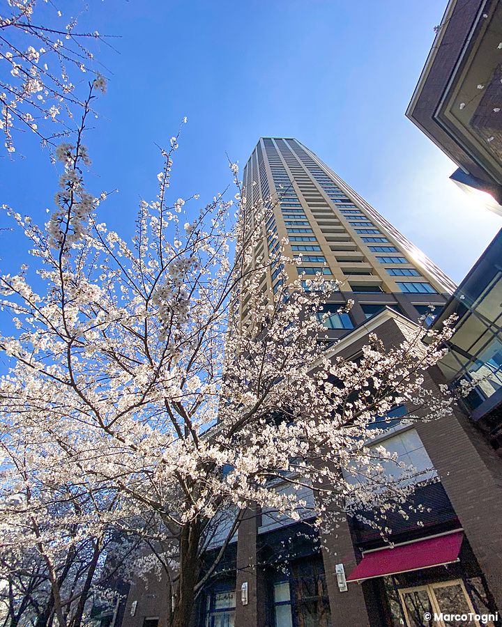 Un alto edificio moderno a Naka Meguro si staglia dietro un grande albero di ciliegio in fiore sotto un cielo limpido.