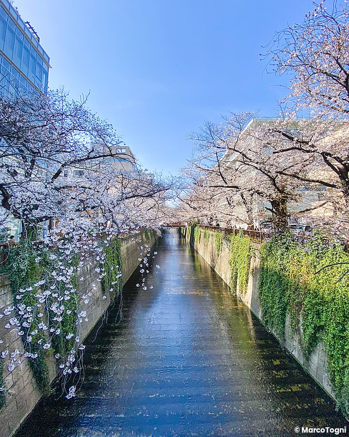 Fiori di ciliegio in fiore lungo un canale a Naka Meguro.
