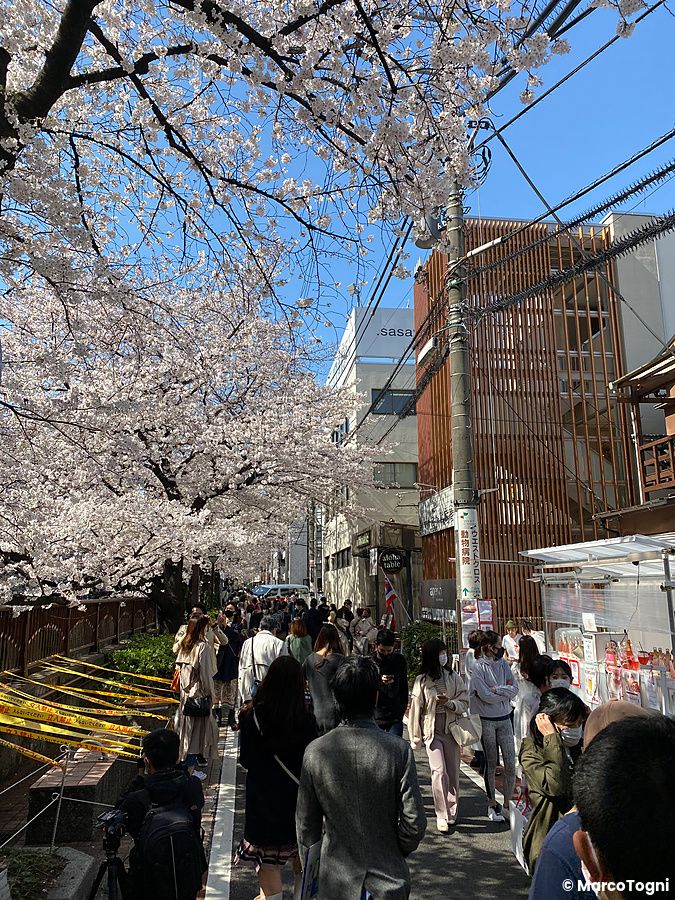 Persone camminano sotto i ciliegi in fiore lungo il fiume Meguro nel quartiere di Naka Meguro, Tokyo.