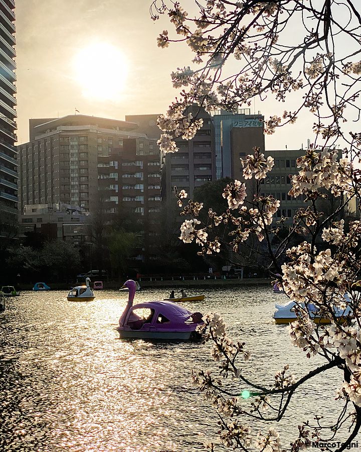 Pedalò a forma di cigno rosa sul lago del Parco di Ueno con fiori di ciliegio in primo piano.