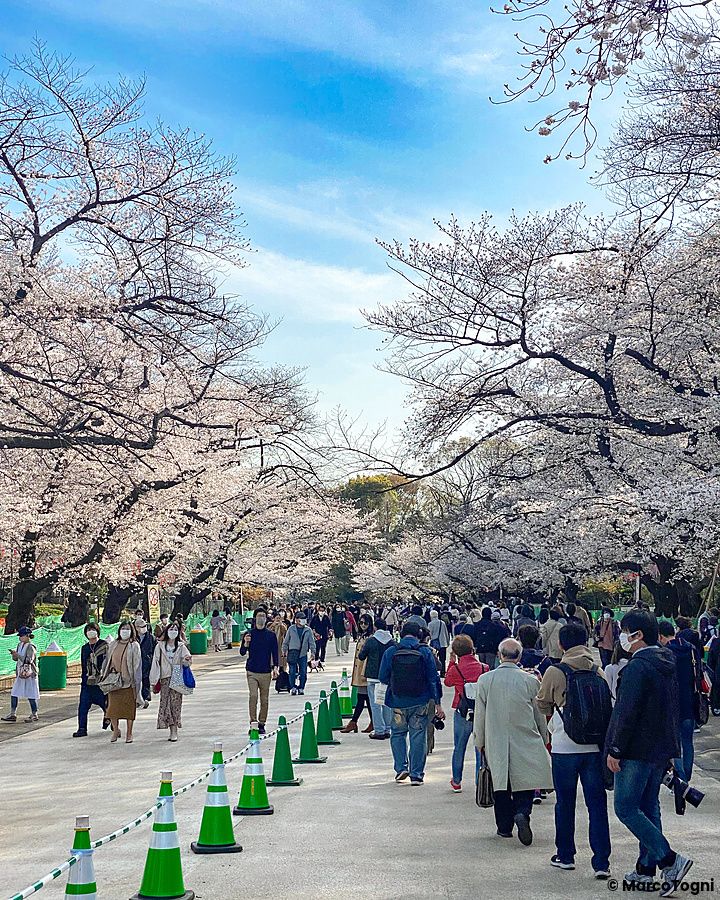 Un viale del Parco di Ueno affollato di persone che camminano sotto i ciliegi in fiore, parco ueno ciliegi al Parco di Ueno.