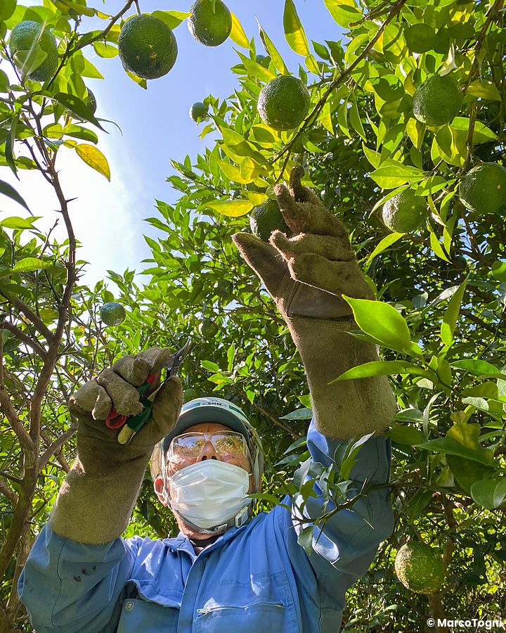 Una persona con guanti protettivi raccoglie frutti di Yuzu maturi in una piantagione di Yuzu in Giappone.