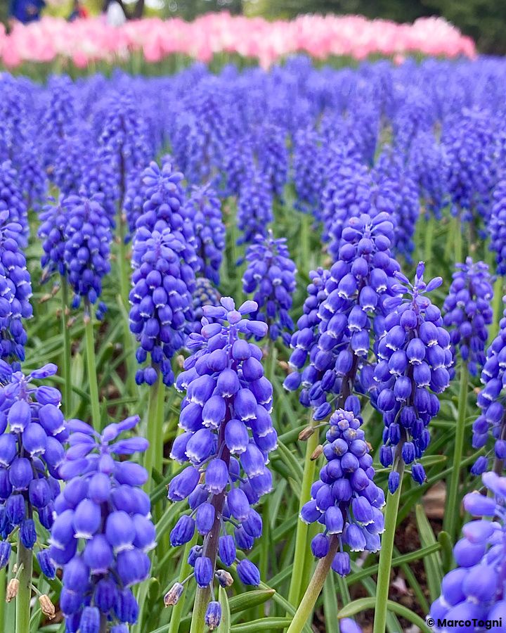 Fiori blu e rosa in fiore al Parco Showa Kinen in primavera.