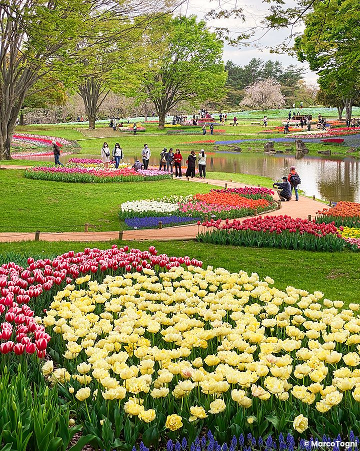 Tulipani in fiore al Parco Showa Kinen con persone che passeggiano.