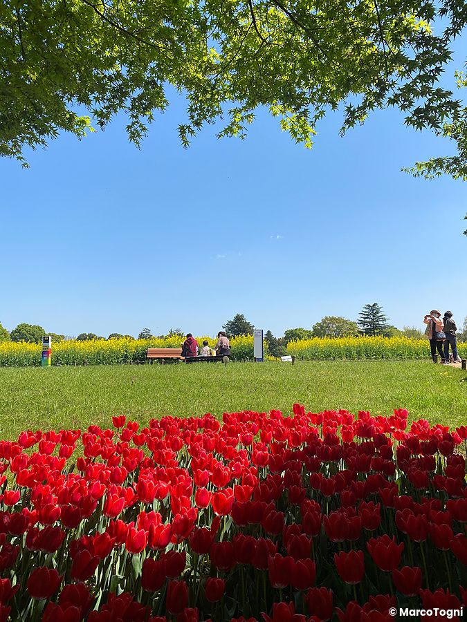 Campi di tulipani rossi in fiore al Parco Showa Kinen con cielo azzurro.