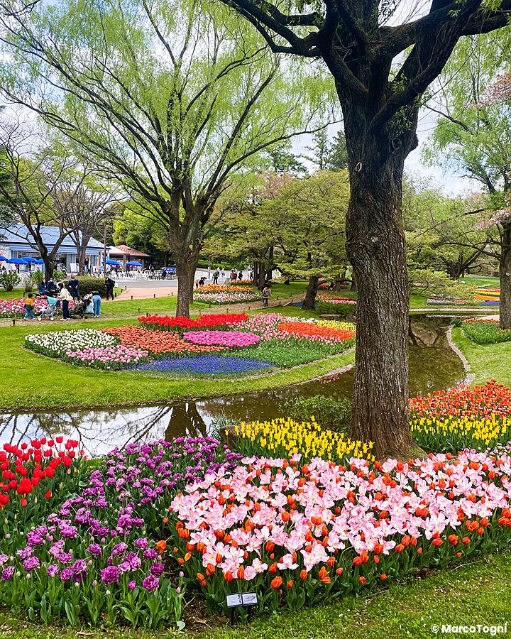 Tulipani in fiore nel Parco Showa Kinen in primavera.