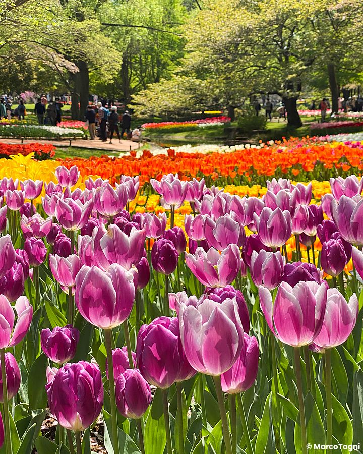 Tulipani colorati in fiore a Parco Showa Kinen durante la primavera.