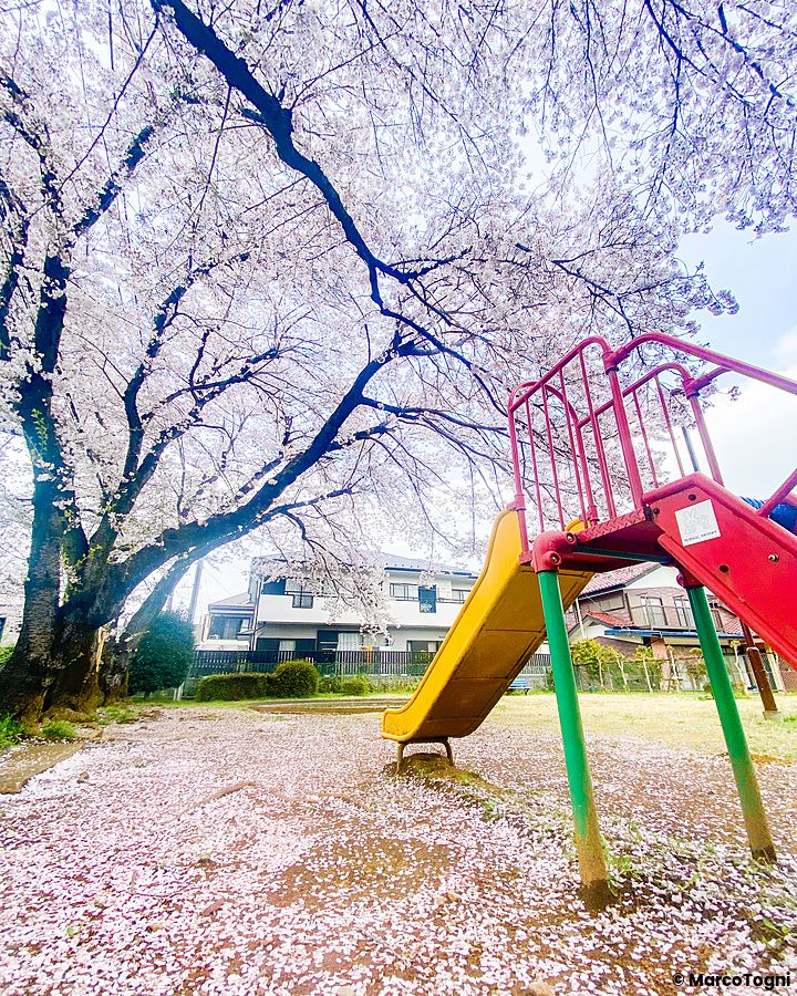 Scivolo in un parco giochi di Tokyo sotto un ciliegio in fiore.
