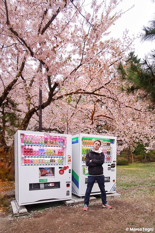 Distributori automatici sotto fiori di ciliegio ad Hirosaki.