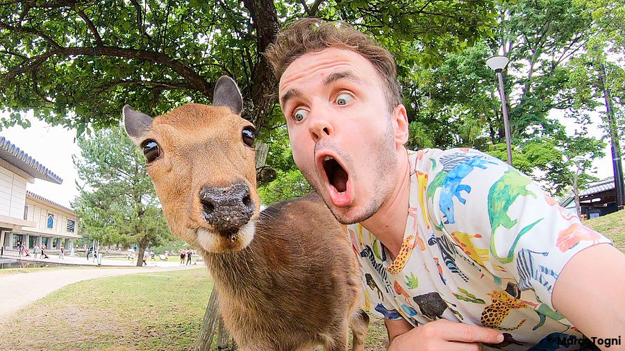 Marco Togni sorpreso accanto a un cervo nel parco di Nara.