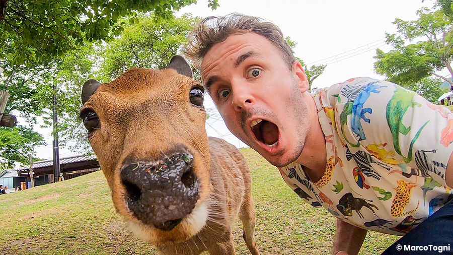 Marco Togni e cervo posano insieme al parco di Nara.