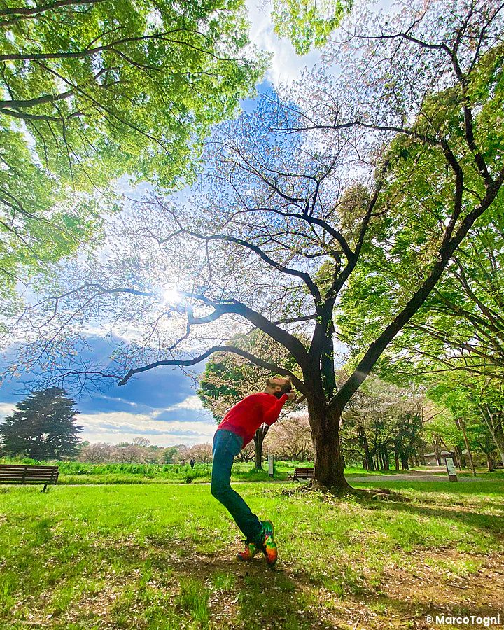 Persona che si china all'indietro sotto un albero fiorito al parco Tachikawa Kinen Koen.
