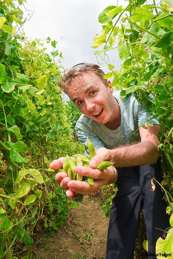 Marco Togni raccoglie verdure in un campo a Nara, Giappone