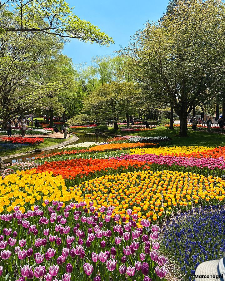 Tulipani colorati in fiore al parco Tachikawa Kinen Koen.