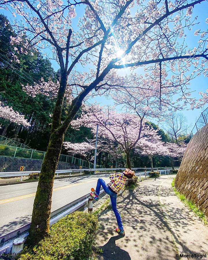 Persona sotto ciliegi in fiore a Tokyo in primavera lungo la strada.