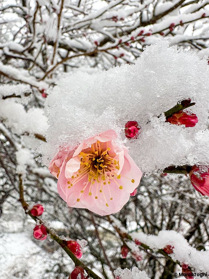 Fiore di pruno rosa ricoperto di neve in Giappone.