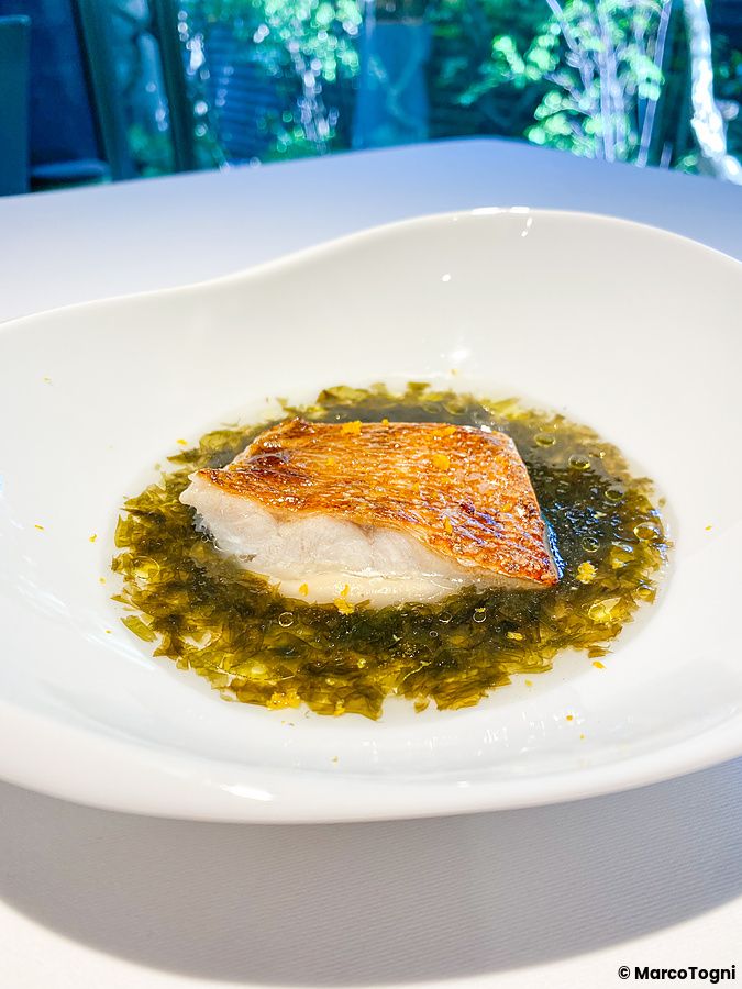 Pesce nodoguro leggermente grigliato in un brodo di alga nori e yuzu servito nel ristorante L'Effervescense a Tokyo.