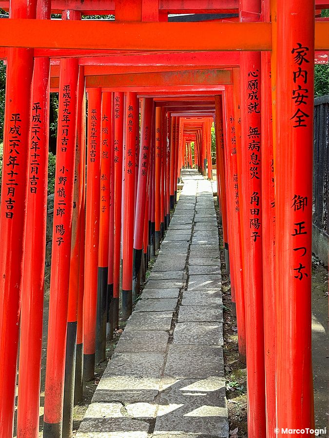 Un sentiero in pietra fiancheggiato da numerosi torii rossi verticali all'interno del Santuario Nezu a Tokyo.