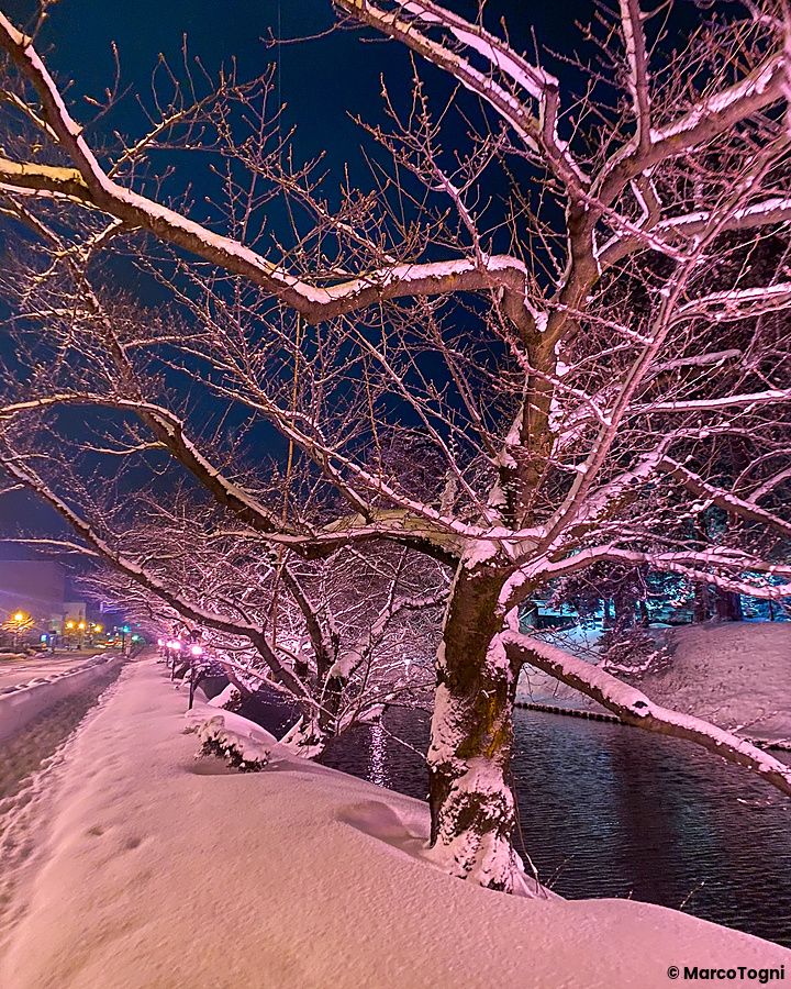 Alberi di sakura spogli e innevati illuminati di rosa nel Parco di Hirosaki di notte.