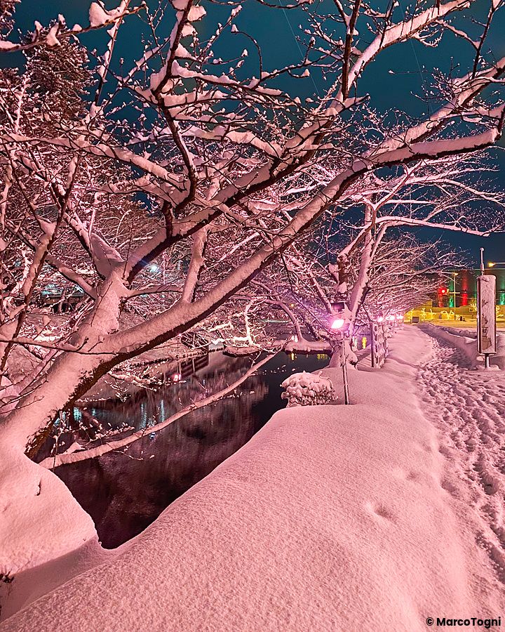 Alberi di sakura spogli coperti di neve nel parco di hirosaki in inverno.