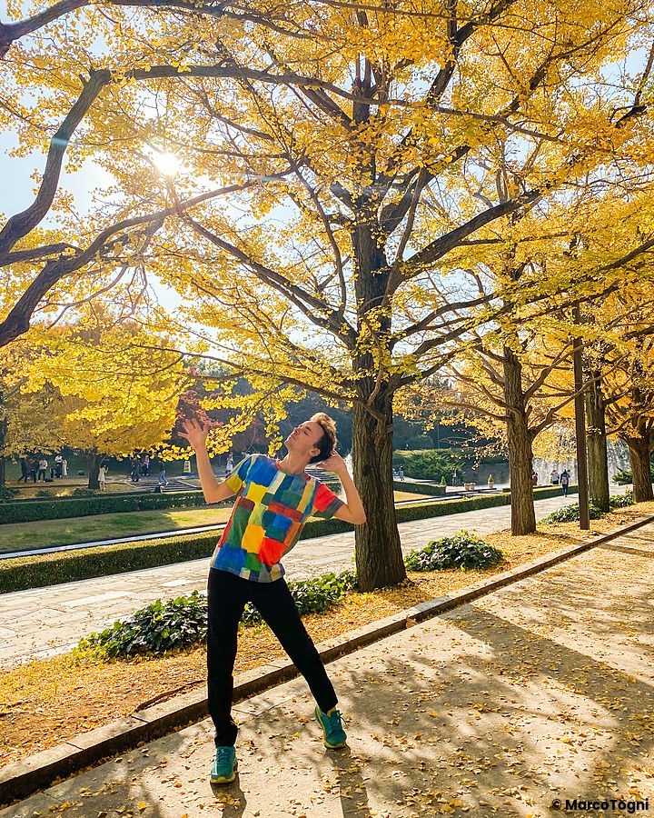 Individuo posa sotto alberi di ginkgo dorati al parco Showa Kinen.