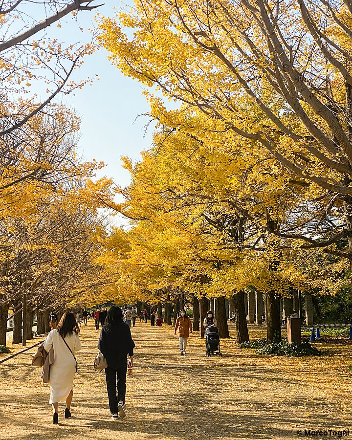Persone camminano sotto alberi dalle foglie gialle nel parco Showa Kinen.
