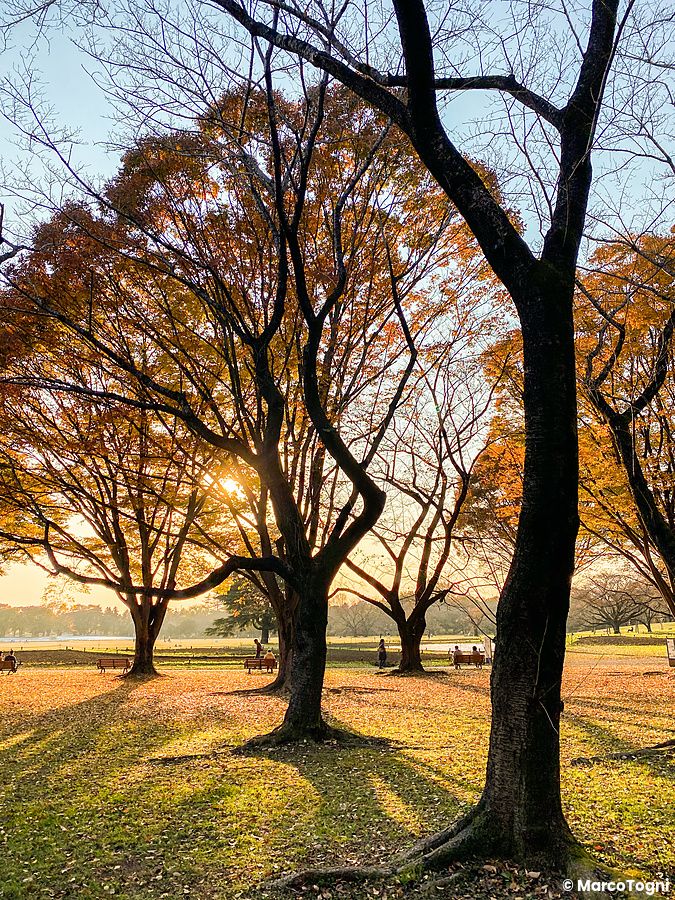 Alberi al tramonto nel parco Showa Kinen con foglie autunnali