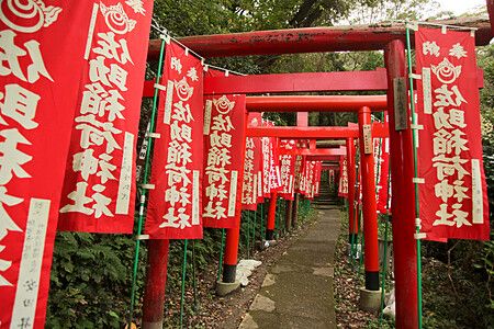Sentiero con torii rossi e stendardi al santuario Sasuke Inari a Kamakura.