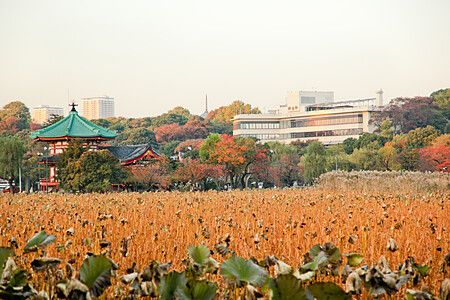 Veduta autunnale dello stagno Shinobazu con i resti dei fiori di loto in primo piano e il tempio Bentendo a Parco di Ueno.