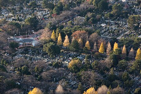 Veduta zenitale di un cimitero a Tokyo con numerosi alberi autunnali dai colori accesi tra le lapidi.