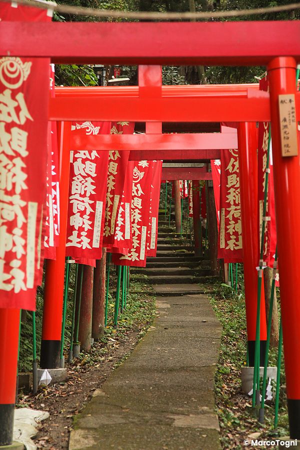 Torii rossi lungo un sentiero al santuario Sasuke Inari a Kamakura.