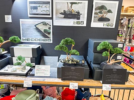 Espositore con kit bonsai e diffusori di fragranze in un negozio Hands.