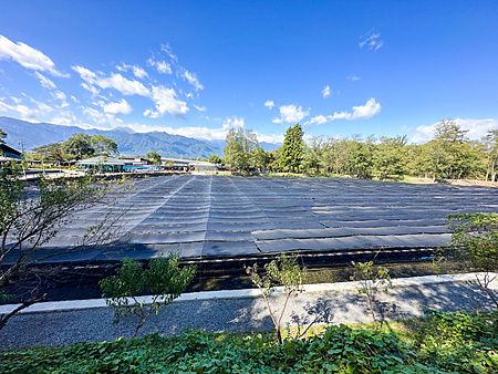 Veduta panoramica delle vasche di coltivazione del wasabi alla Daio Wasabi Farm di Matsumoto protette da teli neri.