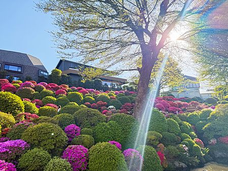 Veduta panoramica del giardino delle azalee in piena fioritura al tempio Nezu di Tokyo durante una giornata soleggiata.