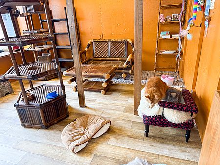 Due gatti riposano su una poltrona al Gurugurudo Cat Cafe, un locale ad Osaka con arredi in bambù e pareti color ocra.