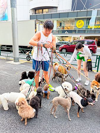 Un dog sitter con un gruppo di cani a Harajuku.