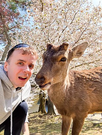 Marco Togni e cervo sotto i fiori di ciliegio al parco di Nara in primavera.