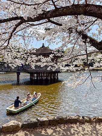 Barca sotto ciliegi in fiore al parco di Nara, primavera.
