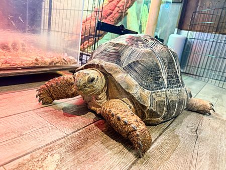 Una grande tartaruga terrestre cammina sul pavimento in legno all'interno di Rare Zoo a Osaka.