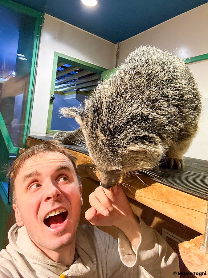 Marco Togni interagisce con un binturong all'interno del Rare Zoo di Osaka.
