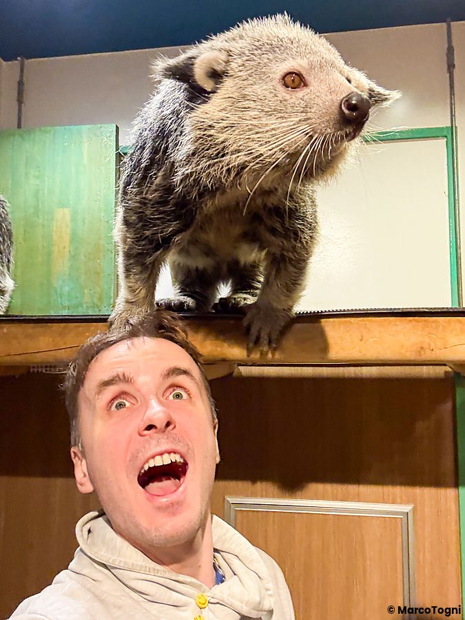 Marco Togni si scatta un selfie a Rare Zoo a Osaka mentre un binturong si trova su una mensola sopra la sua testa.