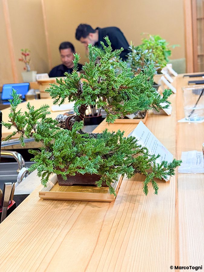 Un piccolo bonsai posizionato sopra il bancone a Waunn, con due persone sullo sfondo all'interno del ristorante.