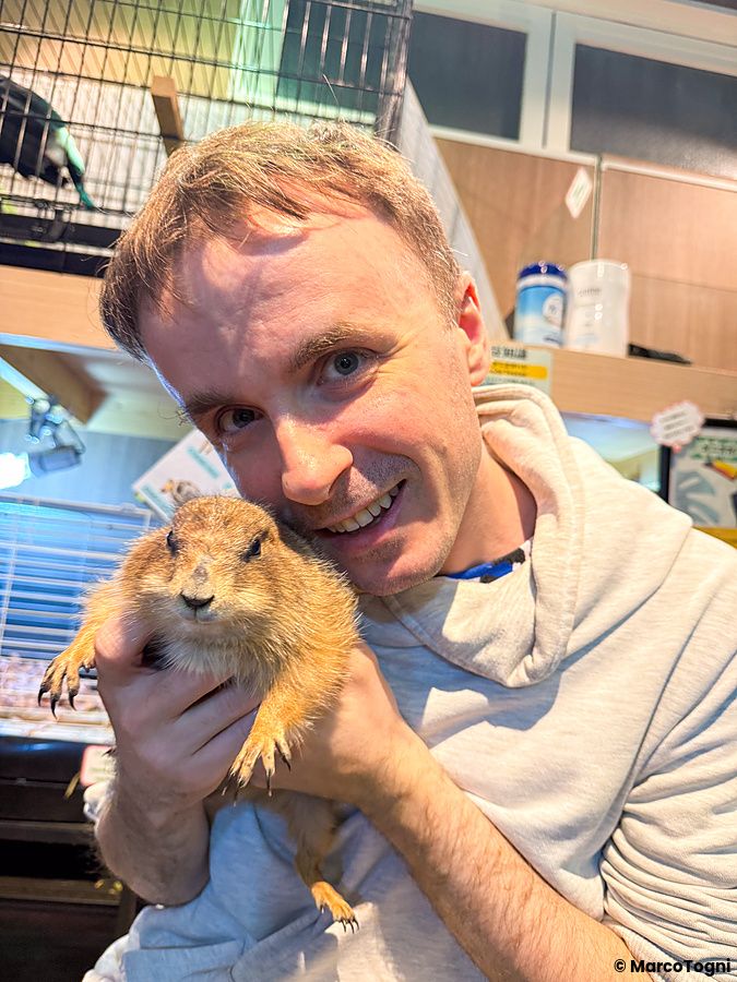 Marco Togni tiene in braccio un cane della prateria a Rare Zoo, Osaka.