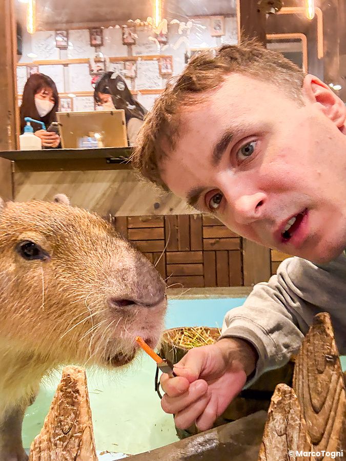 Capibara nutrito in un animal cafe a Osaka con Marco Togni.
