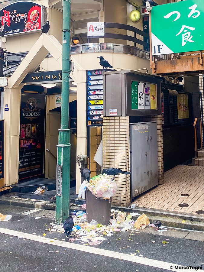 Corvi vicino a un cumulo di immondizia in una strada di Shinjuku.