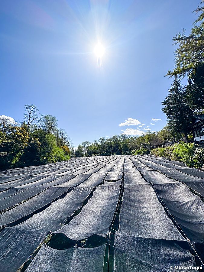 Le coltivazioni di wasabi della Daio Wasabi Farm a Matsumoto protette da teli ombreggianti sotto un cielo soleggiato.