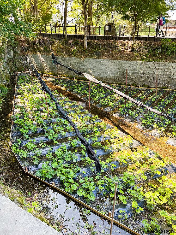 Coltivazioni di wasabi presso la Daio Wasabi Farm a Matsumoto con reti ombreggianti e canali d'acqua.