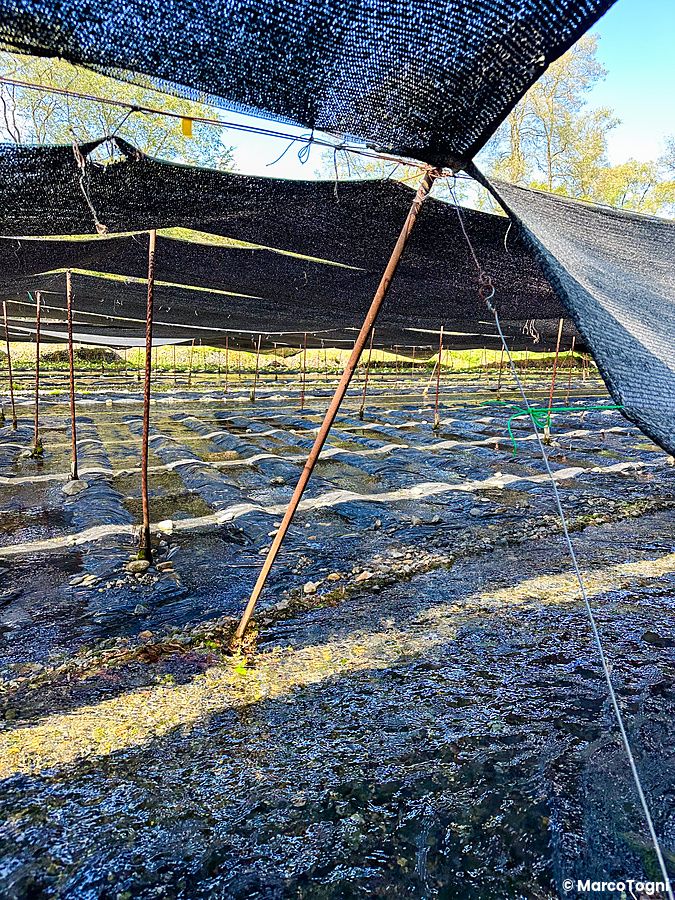 Veduta dei canali di coltivazione del wasabi coperti da teli neri presso la Daio Wasabi Farm a Matsumoto.